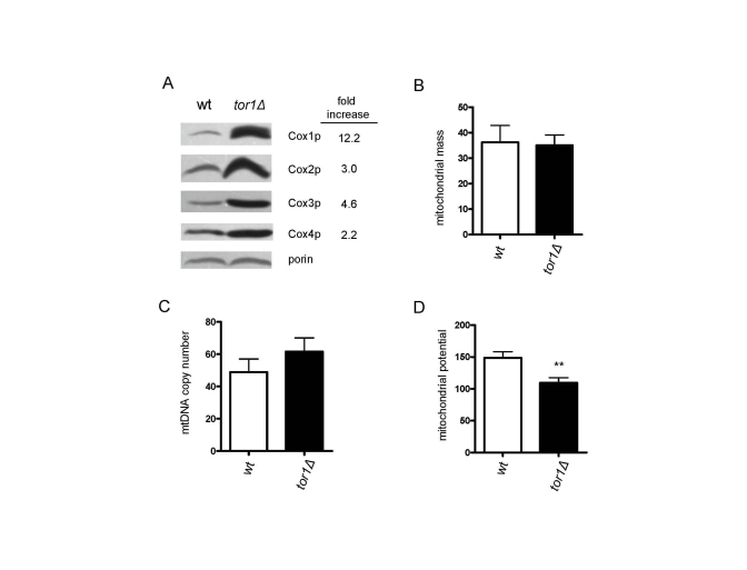 Reduced TOR signaling increases the number of mitochondrial OXPHOS complexes per organelle, as opposed to the number of mitochondria/cell