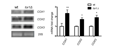 Increase of mitochondrial transcript abundance in tor1Δ strains