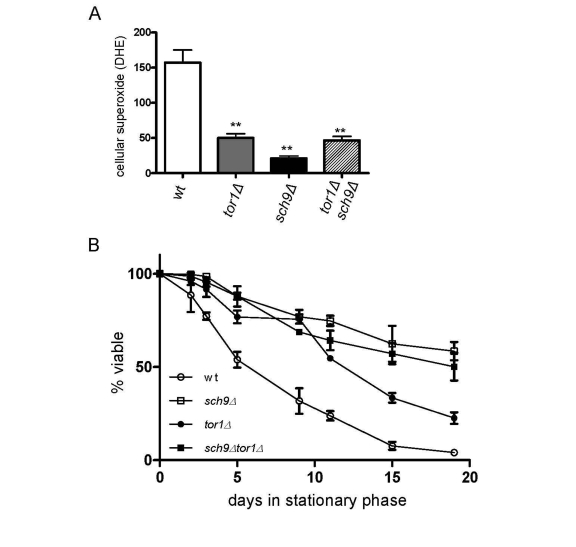 Sch9p is the downstream mediator of TOR-dependent decreases in ROS level and chronological life span extension