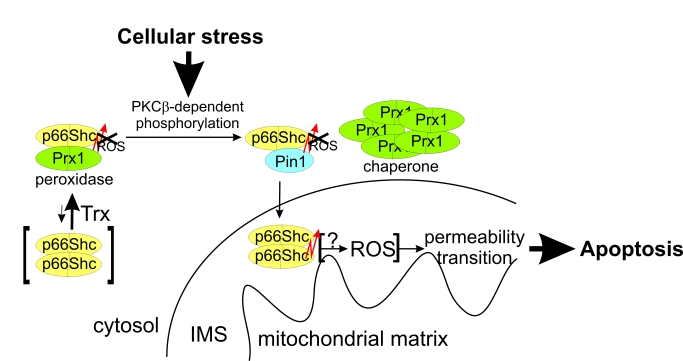 Effects of phosphorylation and Pin1 binding on p66Shc