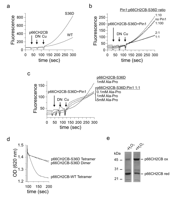 Identification of the novel p66Shc interaction partner Prx1