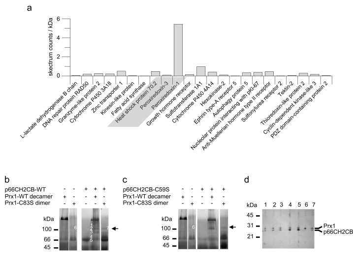 Functional characterization of the p66Shc/Prx1 interaction