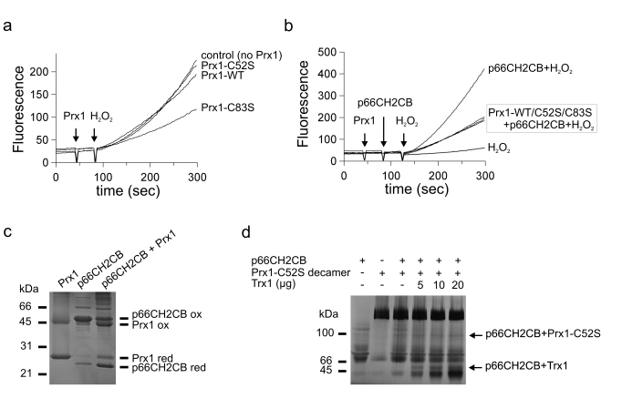 Working model for the p66Shc-centered regulatory network