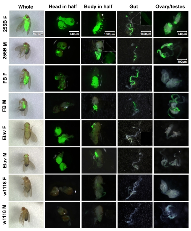 Expression pattern produced by Geneswitch drivers and UAS-GFP reporter in adult flies