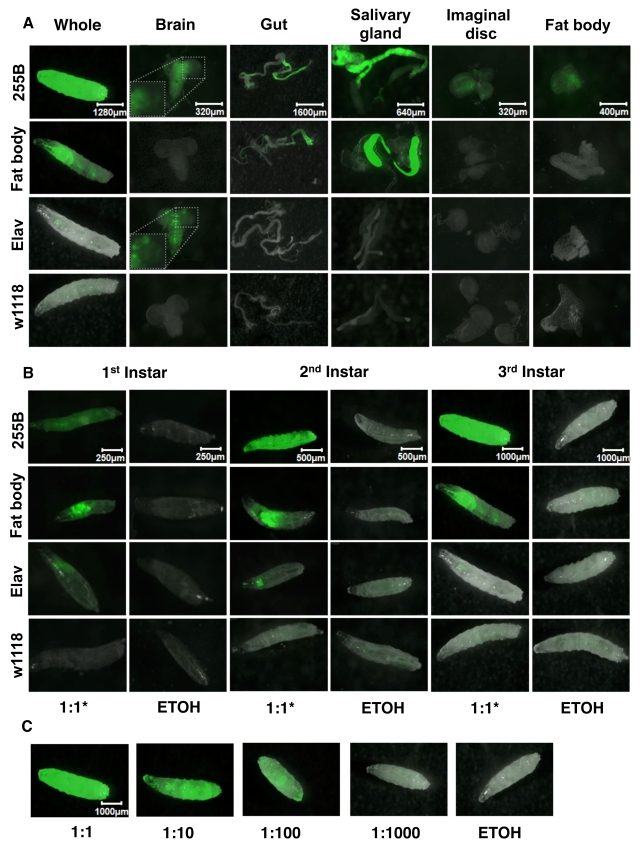 Expression pattern produced by GeneSwitch drivers and UAS-GFP reporter in larvae
