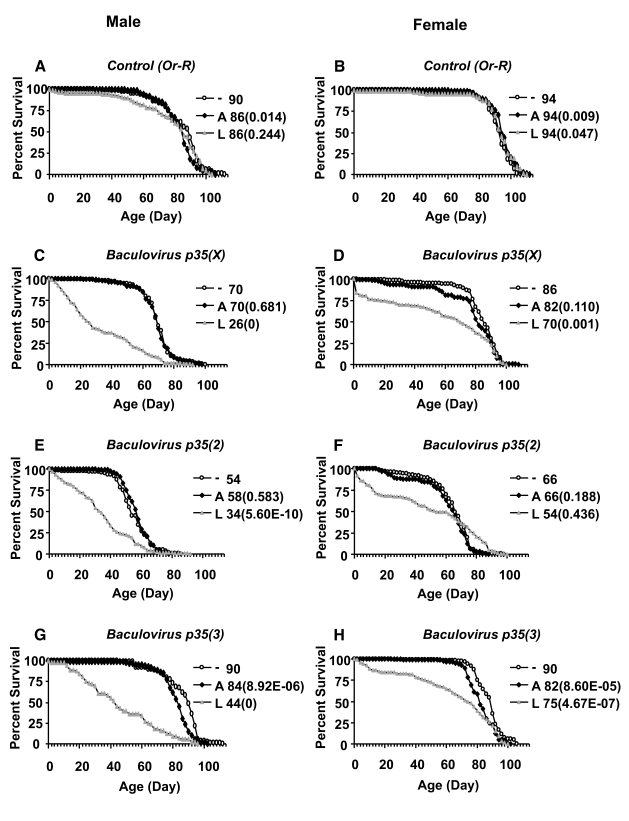 Effect of Baculovirus p35 over-expression on survival of adult flies