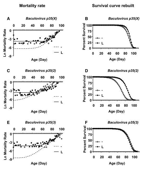 Mortality rate analysis of female larvae with and without Baculovirus p35 transgene expression
