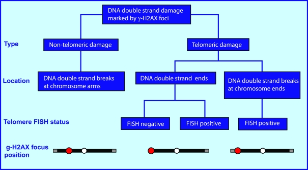Types of endogenous DNA double-strand damage marked by γ-H2AX foci