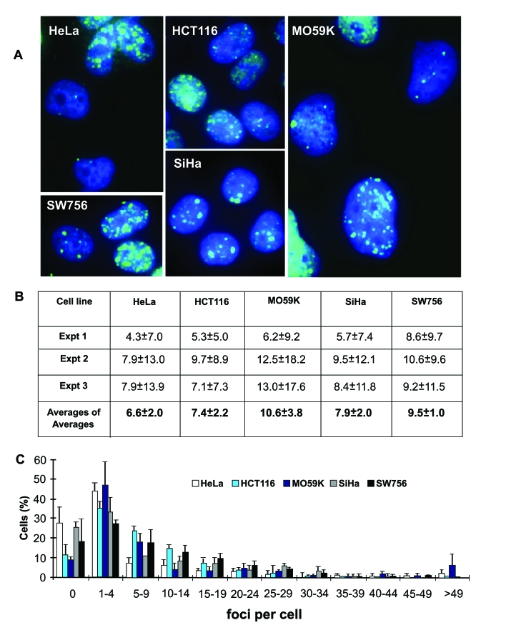 Endogenous γ-H2AX foci in interphase cells of five human tumor cell lines