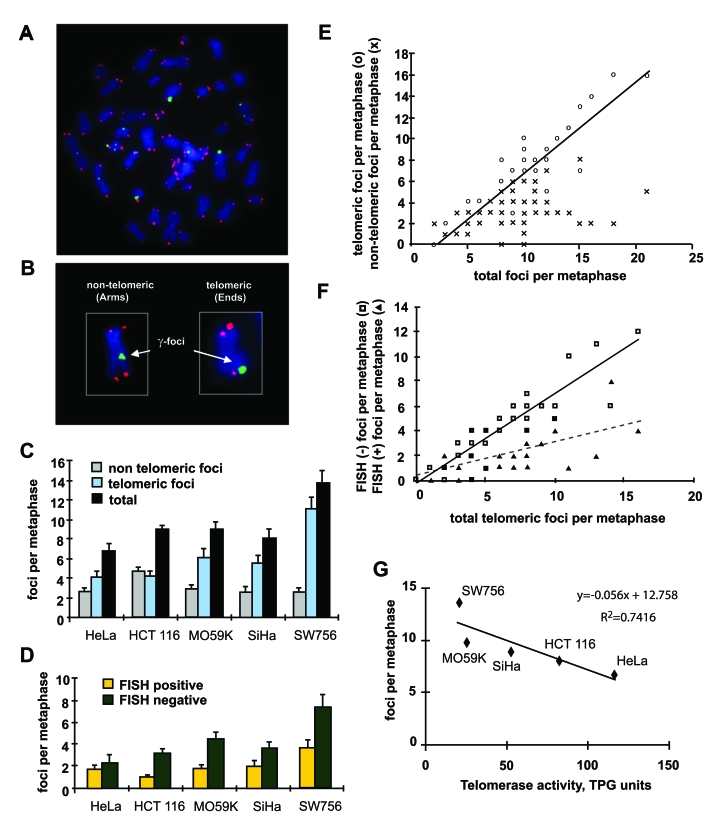 Distribution of γ-H2AX foci on metaphases of human tumor cells