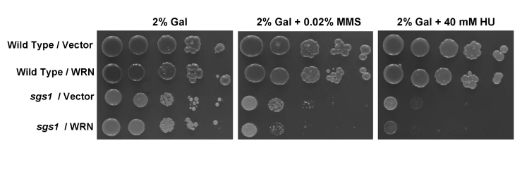 WRN fails to rescue the MMS and HU sensitivity of sgs1