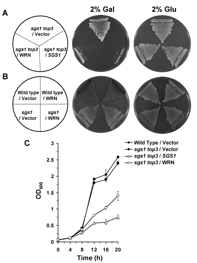 WRN expression in sgs1 top3 restores the slow growth phenotype of top3