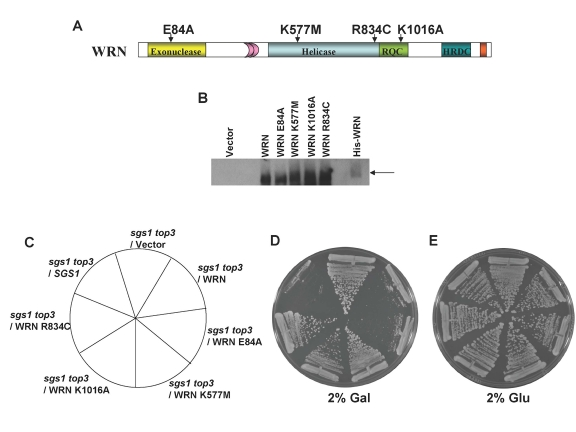 WRN ATPase/helicase, but not exonuclease activity, is required to restore the slow growth phenotype of top3 in sgs1 top3 background