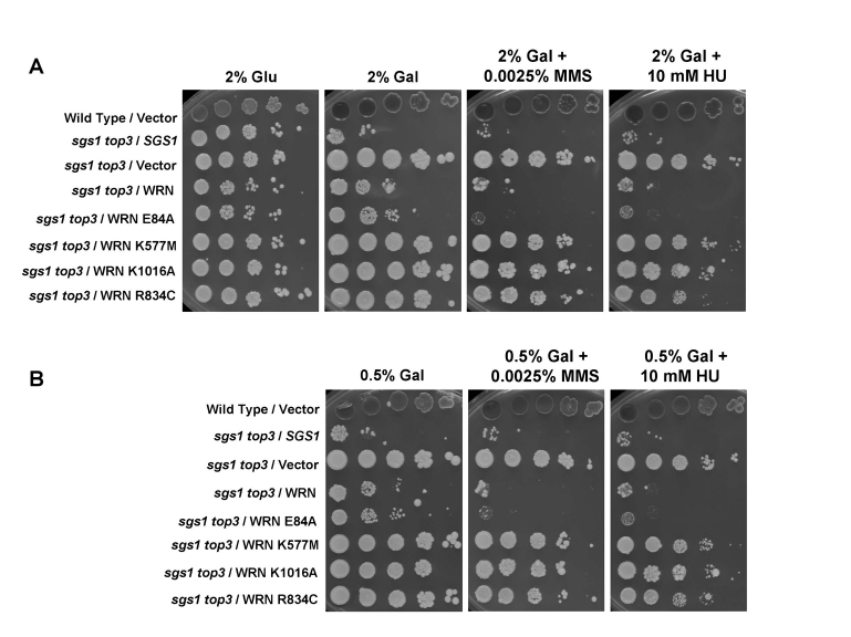 Effect of WRN expression on the MMS and HU sensitivity of sgs1 top3 strain