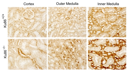 Immunocytochemical analysis of p16 INK4 in kidneys of 3 month old Ku86+/+ and Ku86-/- mice