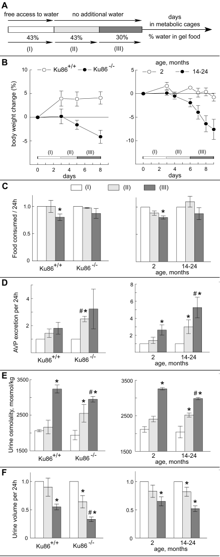 Effects of Ku86 deficiency and aging on water conservation