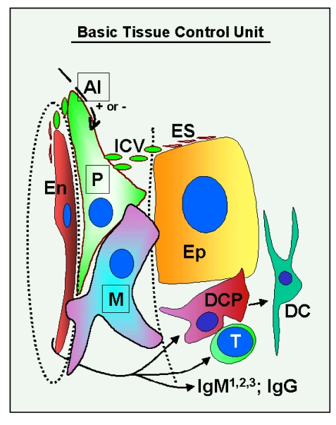 Schematic drawing of the basic "tissue control unit," which consists of monocyte-derived cells (marked M in the figure), vascular pericytes (P), and autonomic innervation (AI, dashed arrow), and the involvement of other components of the tissue control system (solid arrows)