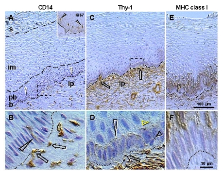 Peroxidase immunohistochemistry (brown color) of stratified epithelium of uterine ectocervix as indicated above columns and in the inset