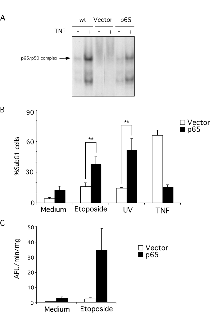 Apoptosis resistance in p65 null MEFs