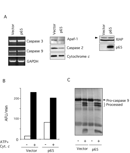 Characterization of the apoptotic machinery in p65 null MEFs