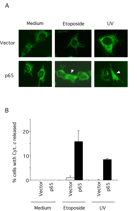 Cytochrome c release in p65 null cells