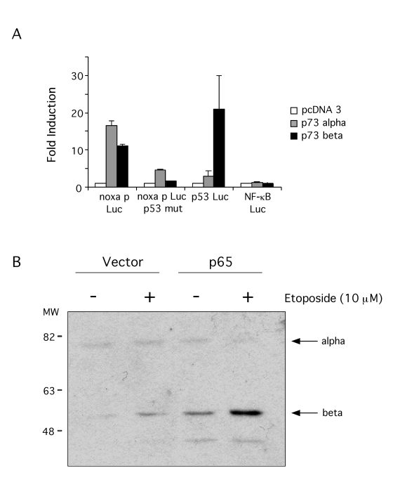 p73 induces Noxa promoter