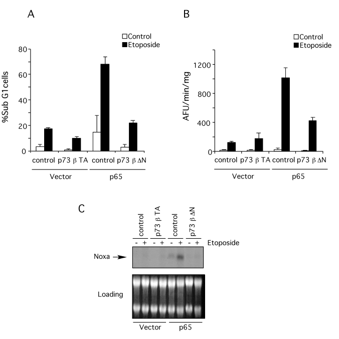 Dominant negative p73β blocks apoptosis induction and Noxa expression