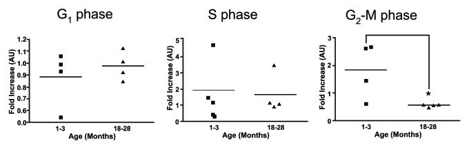 Cell cycle analysis on stimulated thymocytes from young and old mice