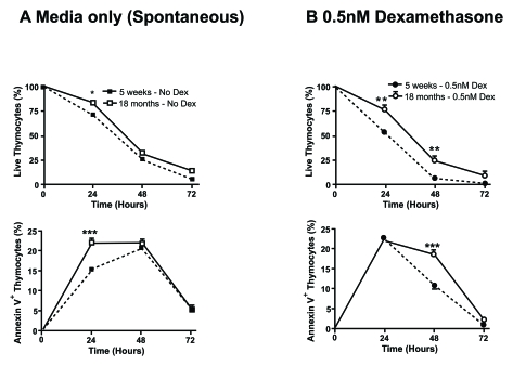 Aged thymocytes have increased resistance to spontaneous and dexamethasone-induced apoptosis