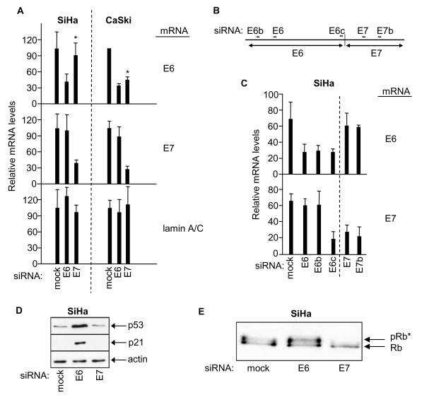 RNAi-mediated knock-down of HPV E6 and HPV E7 in SiHa and CaSki cells, and effects on p53 and retinoblastoma protein