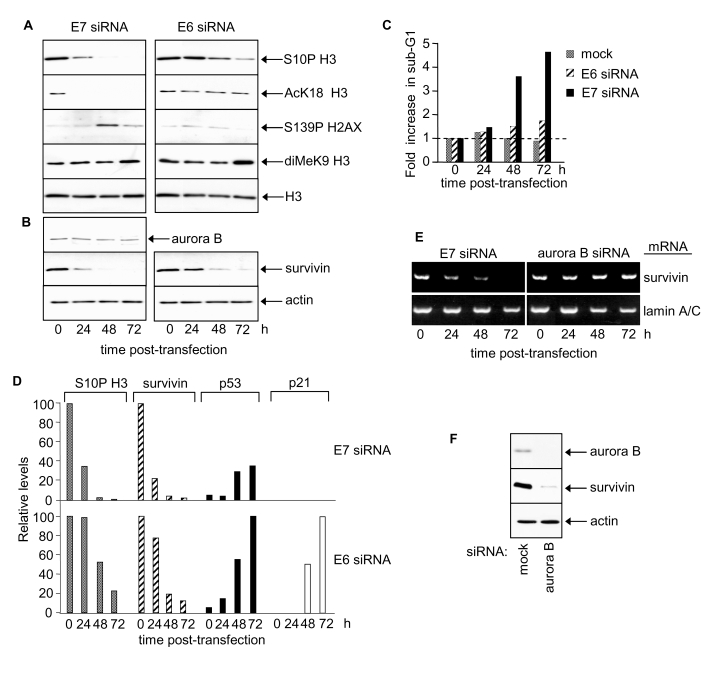 HPV E7 maintains survivin protein and induces site-specific changes in histone H3 modifications