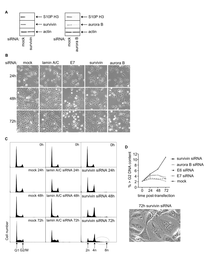 Effects of RNAi-mediated silencing of survivin and aurora B on S10P histone H3 and SiHa cell phenotype