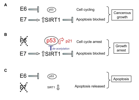  Model for the respective effects of HPV E6 and HPV E7 on human cervical cancer cell survival and proliferation taking into account (A) up-regulation of SIRT1 protein by HPV E7, (B) SIRT1-mediated de-acetylation of p53 and (C) SIRT1 cervical cancer cell survival functions (see text). 