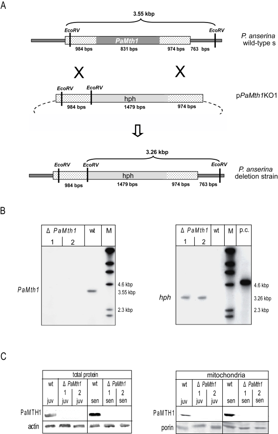 Construction and validation of a PaMth1 deletion strain of P. anserina. (A) Physical maps and sizes of the restriction products for the genomic region bearing PaMth1 and the recombined version with the hygromycin B resistance cassette. Reading frames of the two genes are indicated in grey. The genomic sequences flanking PaMth1 are indicated by punctuation. Restriction sites of EcoRV are indicated. (B) Southern blot analysis of Eco RV digested wild-type strain s genomic DNA and genomic DNA of two secondary transformants isolated from a primary deletion strain. The PaMth1 gene-specific probe (left panel) detects the 3.55 kbp fragment only in the sample of the wild-type s (wt) but not in the samples of the deletions strains (ΔPaMth1). The hygromycin B resistance gene-specific probe (right panel) detects the 3.26 kbp fragment only in the sample of the deletions strains. (C) Western blot analysis verifying the successful construction of a PaMth1 deletion strain using total- and mitochondrial protein samples of juvenile and senescent P. anserina wild-type strain s and the secondary transformants of the deletion strain, respectively. The PaMTH1 specific antibody detects PaMTH1 in the samples of the wild-type s strains but not in samples of the deletion strains. As loading controls an actin specific antibody for total proteins and a porin specific antibody for the mitochondrial proteins were used. 