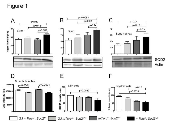  Western blots showing SOD2 levels in liver (A), brain (B) and bone marrow (C) of 12 to 18 months old mice. Lower panels show representative western blots and upper panels show quantification of normalized SOD2 levels to actin controls from n=4 mice per group (1 to 2 repeat experiments per sample). Data is shown in arbitrary units ± SEM. (D) Basal ROS levels in muscle fibers stained with DHE. Signal quantification of G3 mTerc-/-Sod2+/- (n=235), G3 mTerc-/-(n=211) mTerc+, Sod2+/-(n=270 ) and mTerc+, Sod2+/+ (n=203) nuclei from 5 mice per genotype. Data is shown as mean fluorescence intensity ± SEM. (E) Antioxidant capacity of LSK cells. DCFDA loaded bone marrow cells were incubated with 50 uM of antimycinA and DCFDA fluorescence was monitored in Lin-Sca+cKit+ populations by FACS analysis. Data is shown in arbitrary units ± SEM of n=4 mice per group. (F) Antioxidant capacity of myeloid cells. Mitosox loaded bone marrow cells were incubated with 20 uM antimycinA and mitosox intensity monitored in myeloid population by FACS analysis. "Y" axis denotes arbitrary units for fluorescence intensity of n=5 to 6 mice per group. 