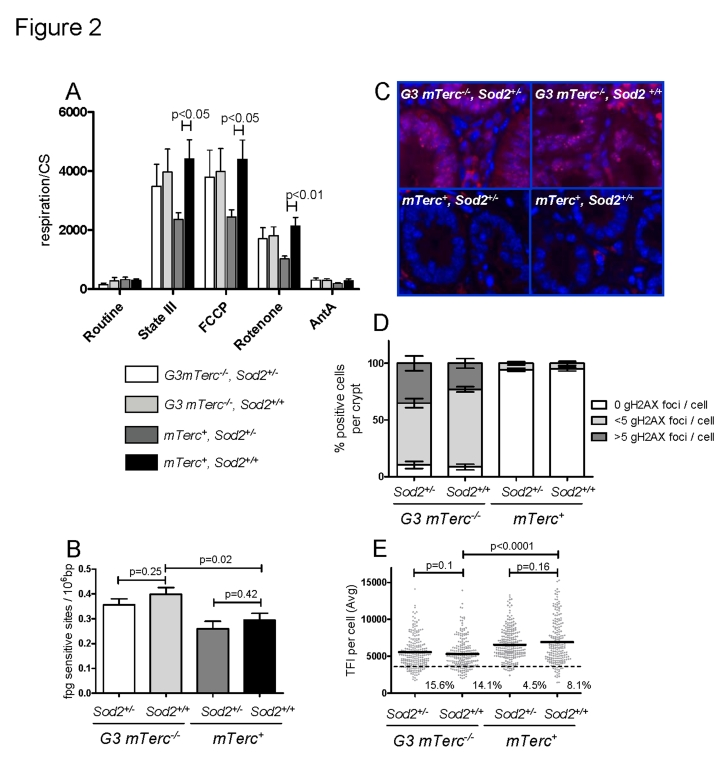 (A) Mitochondrial respiration of muscle fibers. 10 to 25 mg of permeabilized bundles were analyzed by high resolution respirometry. Results are expressed as oxygen consumption per mg of muscle (± SEM) normalized to citrate synthase activity of n=5 to 6 mice per group. State III respiration is shown after addition of malate, octanoyl-carnitine, ADP, glutamate, succinate and cytochrome c. After state III respiration determination, uncoupled respiration was determined with addition of FCCP to the respiring fibers. Rotenone and antimycin A were used to inhibit respiration at complex I and III respectively. (B) Oxidative modifications (fpg sites) in DNA from bone marrow cells of 12 to 17 month old mice. Data from n=4 to 9 mice per group is shown as number of lesions per 106 bp ± SEM. (C) Representative pictures of gH2AX staining in intestinal crypts of aged mice and bar graphs (D) showing percentage of positive cells per crypt and number of foci per cell ± SEM of n=4 to 6 mice per group. 200 crypt cells were analyzed per mouse. (E) Telomere length analysis by qFISH in liver sections of n= 4 to 5 mice per group aged 12 to 18 months old. n=237 G3 mTerc-/-, Sod2+/-), n=234 (G3 mTerc-/-, Sod2+/+); n=242 (mTerc+, Sod2+/-) and n=211 (mTerc+, Sod2+/+) nuclei were analyzed for telomere fluorescence intensity (TFI). The black line indicates the mean TFI value of each genotype and the dotted line the threshold of critically short telomeres (TFI