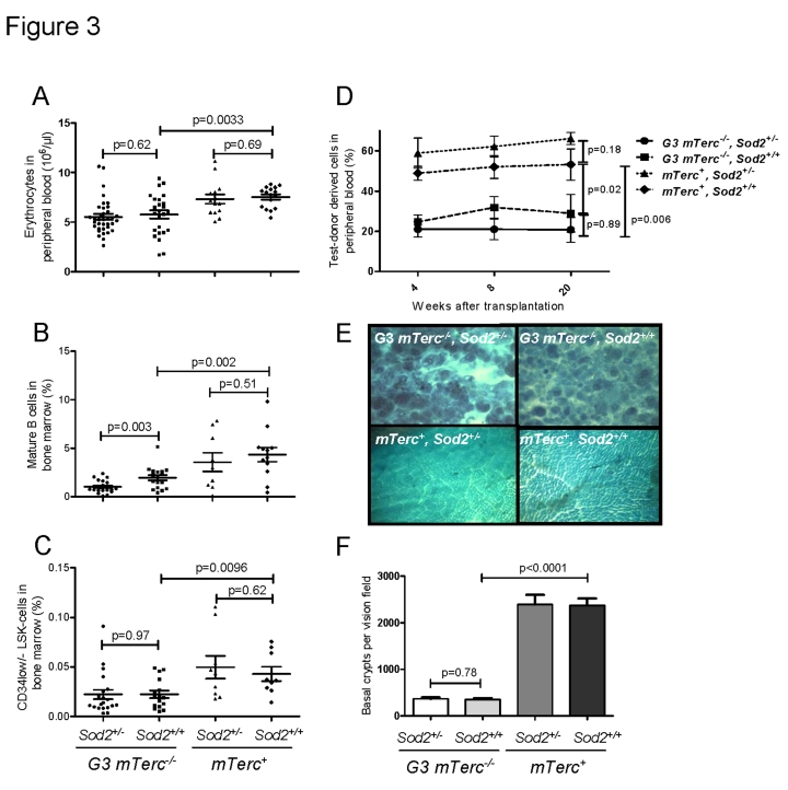 (A) Number of erythrocytes per ul of peripheral blood ± SEM in 12 to 18 months old mice. (B) Percentage of mature B cells defined as IgD+ IgM+ B220+ CD43- cells in total bone marrow cells of 12 to 18 months old mice. n=21 (G3 mTerc-/-, Sod2+/-), n=17 (G3 mTerc-/-, Sod2+/+); n=9 (mTerc+, Sod2+/-) and n=12 (mTerc+, Sod2+/+) mice per group were analyzed by FACS. (C) Percentage of long term hematopoietic stem cells defined as Lin- Sca+ cKit+ CD34-/low cells in total bone marrow cells of 12 to 18 months old mice. n=9 to 20 mice per group were analyzed by FACS. (D) Competitive transplantation of total bone marrow of Ly5.2 test donor cells against Ly5.1 competitor cells. 8(10)5 cells of test donor cells were transplanted along with 4(10)5 competitor cells into 1 to 3 young lethally irradiated recipients per donor. Four different donors were used per group. White blood cell chimerism was verified at 1, 2 and 5 months after transplantation by FACS analysis. Data is shown as percentage of donor derived chimerism ± SEM (E) Representative pictures displaying the large intestine atrophy in telomere dysfunctional mice wildtype and heterozygous for Sod2. (F) Bar graph depicting the average number of intestinal crypts per visual field at a magnification of 40X of whole mounts from n=8 (G3 mTerc-/-, Sod2+/-), n=7 (G3 mTerc-/-, Sod2+/+); n=4 (mTerc+, Sod2+/-) and n=4 (mTerc+, Sod2+/+) mice per group. 