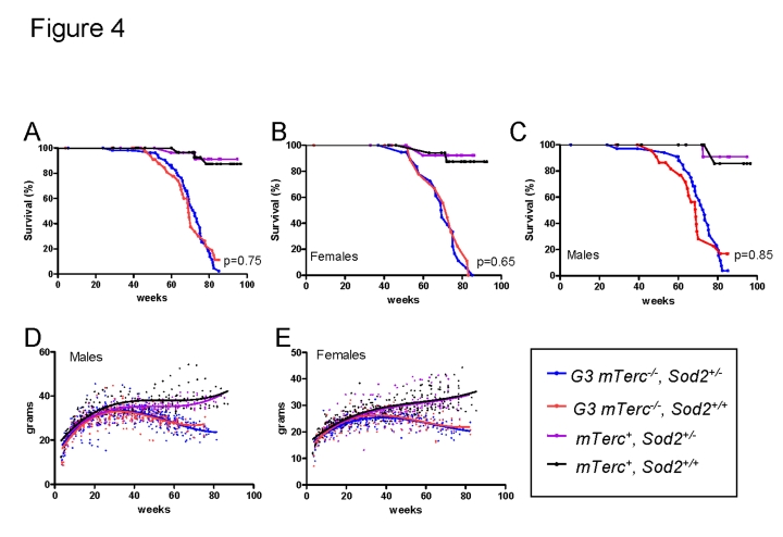 (A) Kaplan Meyer survival curves for G3 mTerc-/-, Sod2+/- (n=58); G3 mTerc-/-, Sod2+/+ (n=38); mTerc-/-, Sod2+/- (n=31) and mTerc+, Sod2+/+ (n=34). (B) Survival curves for females G3 mTerc-/-, Sod2+/- (n=22); G3 mTerc-/-, Sod2+/+ (n=14); mTerc-/-, Sod2+/- (n=16) and mTerc+, Sod2+/+ (n=19). (C) Survival curves for males G3 mTerc-/-, Sod2+/- (n=36); G3 mTerc-/-, Sod2+/+ (n=24); mTerc-/-, Sod2+/- (n=15) and mTerc+, Sod2+/+ (n=15). Dot blots showing body weight of male (D) and female (E) mice throughout lifespan in the aging cohorts. Third order polynomial regression is shown as trendline. All mice were weighed monthly until death. 