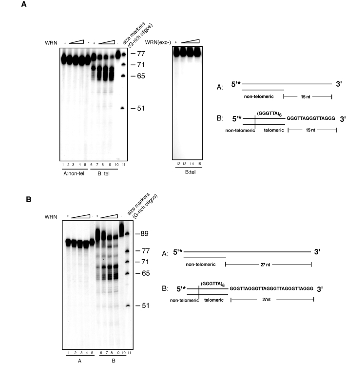 WRN exonuclease resects the 3' single-stranded overhang of telomeric DNA substrates