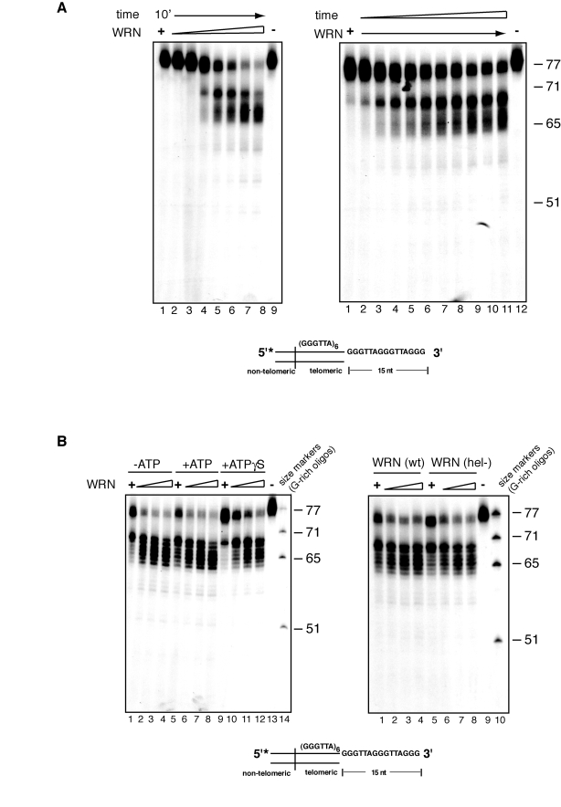 Concentration and time dependency of WRN exonuclease activity on telomeric substrates