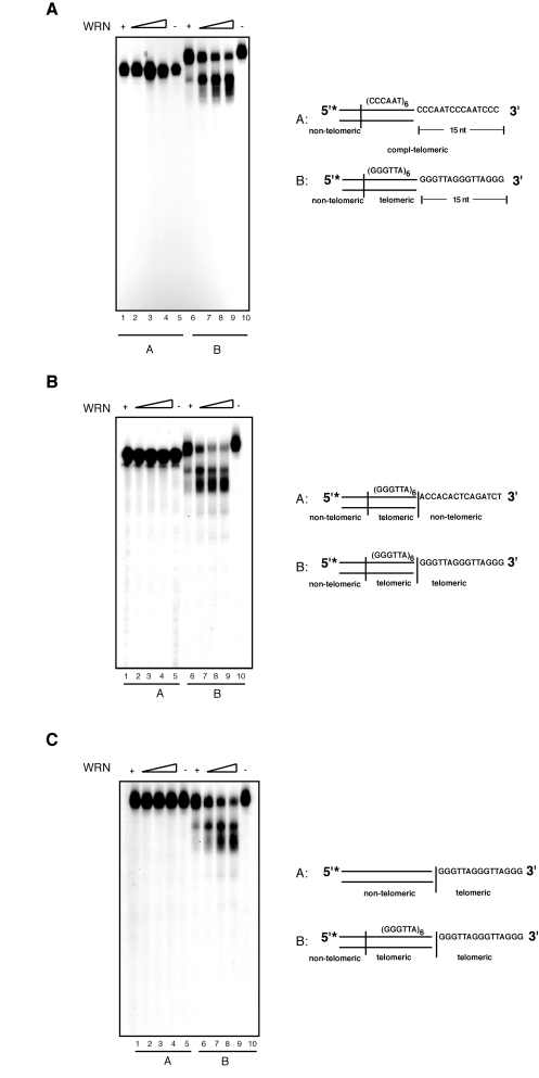 Both single- and double-stranded telomeric DNA sequences are required for the processing of the 3' overhang by WRN exonuclease