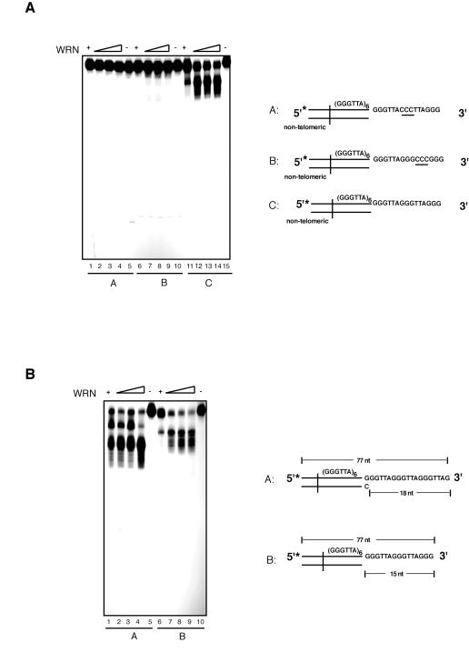 WRN exonuclease does not process telomeric DNA substrates with nucleotide substitutions within the 3' overhang sequence that alter the telomeric repeat unit