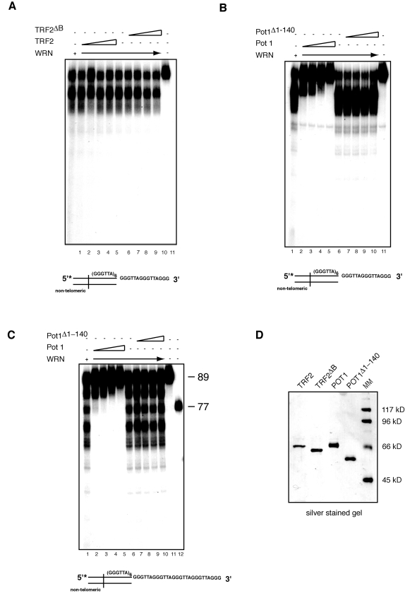 POT1 but not TRF2 inhibits processing of the 3' overhang of telomeric DNA substrates by WRN exonuclease