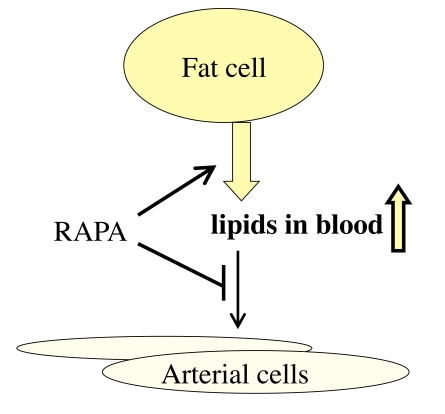 Re-interpretation of the hyperlipidemic side effect of rapamycin