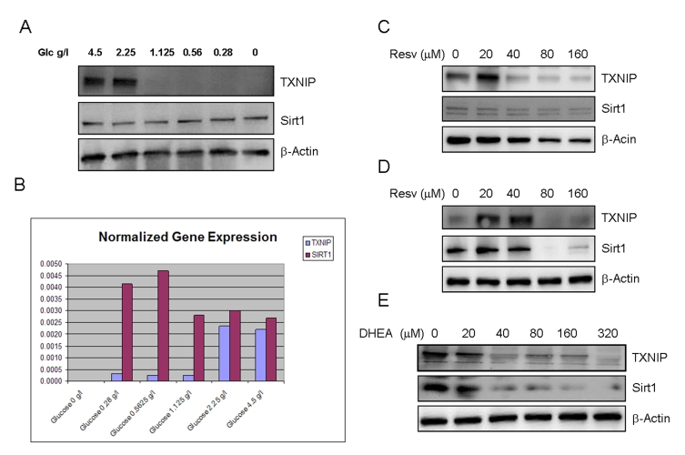 Effects of limited glucose availability, resveratrol and DHEA on expression of TXNIP and Sirt1 in cancer cells