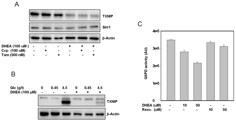 Putative mechanism(s) by which DHEA inhibits TXNIP