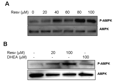 Effect of Resveratrol and DHEA on phosphorylation of AMPK