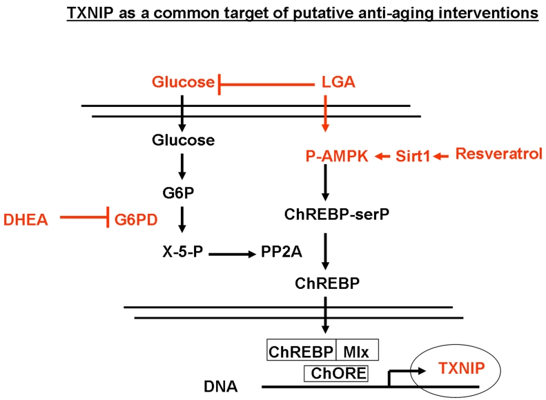 Regulation of TXNIP through the glycolitic pathway and its modulation by limited glucose availability (LGA), resveratrol and DHEA