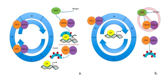 Cell cycle in somatic cells vs. ESCs