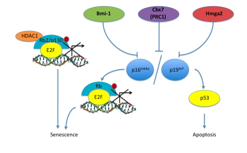 Pathways associated with aging in ASCs